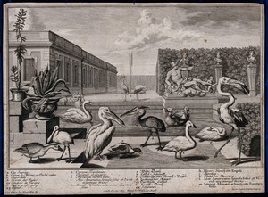 view A garden pond with nine large exotic birds, two potted plants and a statue of Mercury. Etching by J. G. Thelott, 18th century, after S. Kleiner.