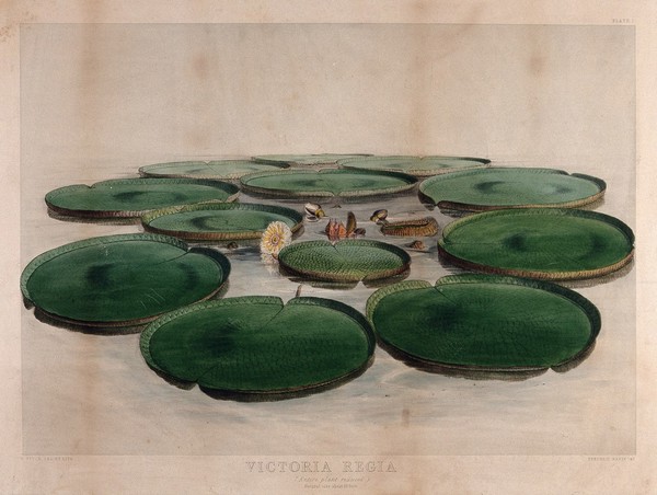 Giant water lily (Victoria amazonica): entire flowering plant with floating leaves. Coloured lithograph by W. Fitch, c. 1845, after himself.