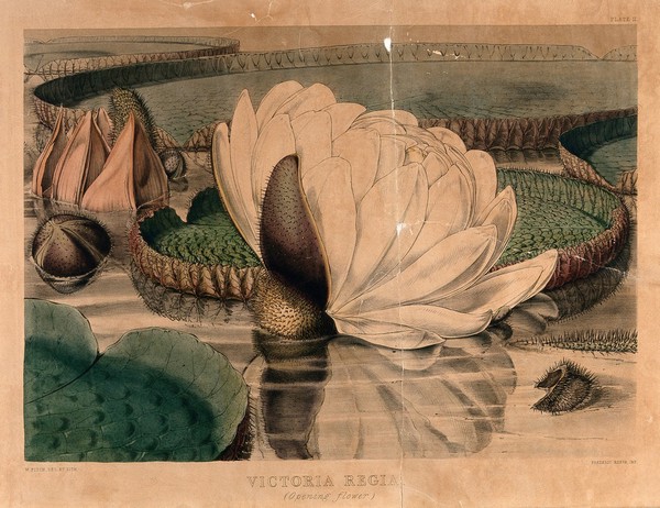Giant water lily (Victoria amazonica): an opening flower with surrounding leaves and buds. Coloured lithograph by W. Fitch, c. 1845, after himself.