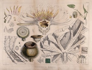 view Giant water lily (Victoria amazonica): twenty one different anatomical segments of the plant. Coloured lithograph by W. Fitch, c. 1845, after himself.