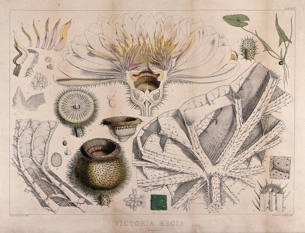Giant water lily (Victoria amazonica): twenty one different anatomical segments of the plant. Coloured lithograph by W. Fitch, c. 1845, after himself.