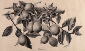 view Lemon tree (Citrus limon): branch with fruit and flowers. Charcoal drawing by E. Shepperd, 1894.