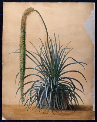 A large, exotic, tropical plant (Aguiaria excelsa): flowering stem and leaves. Watercolour.