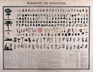 view Botanical classification; 227 figures of plant anatomical segments with descriptive text. Colour process print (?).