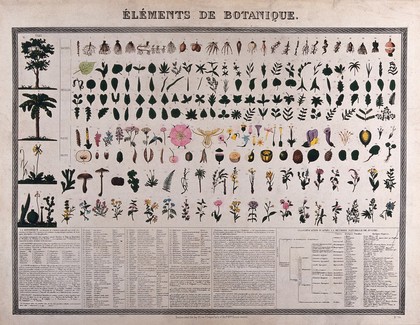 Botanical classification; 227 figures of plant anatomical segments with descriptive text. Colour process print (?).