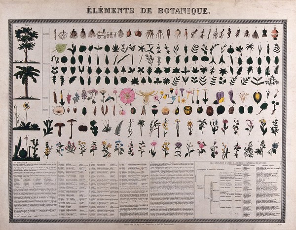Botanical classification; 227 figures of plant anatomical segments with descriptive text. Colour process print (?).