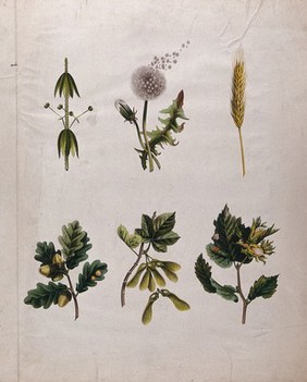 Six seeding plants, including dandelion, oak, sycamore and hazel, all illustrating different methods of seed dispersal. Chromolithograph, c. 1850.