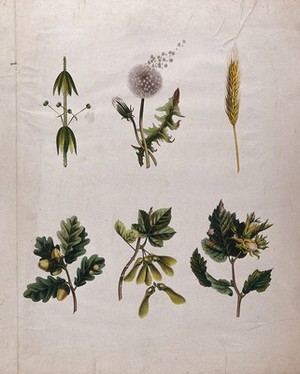 view Six seeding plants, including dandelion, oak, sycamore and hazel, all illustrating different methods of seed dispersal. Chromolithograph, c. 1850.