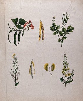 Four fruiting and flowering plants all with different types of pod. Chromolithograph, c. 1850.