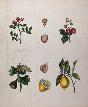 Four fruiting plants, a rose, a strawberry, a fig and a lemon, all with different types of pericarp. Chromolithograph, c. 1850.