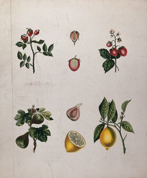 view Four fruiting plants, a rose, a strawberry, a fig and a lemon, all with different types of pericarp. Chromolithograph, c. 1850.