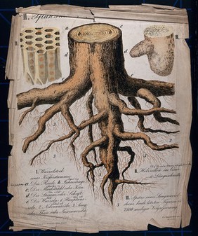 Trunk and roots of a pine tree cut to show growth rings; microscopic views of wood cells in longitudinal and transverse section and of a root tip. Chromolithograph by H.J. Ruprecht, 1877.