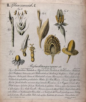 view The dissected flowers of five plants: a grass, rye, wheat, vernal grass and chamomile. Chromolithograph by H.J. Ruprecht, 1877.