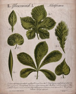 view Seven leaves of different forms, including orange tree, vine, hazel, oak, oleander, horse chestnut and elder. Chromolithograph by H.J. Ruprecht, 1877.