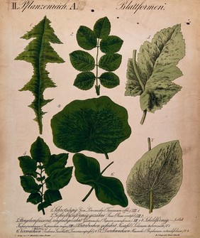 Seven leaves of different forms, including dandelion, rose, poppy, nasturtium and potato. Chromolithograph by H.J. Ruprecht, 1877.