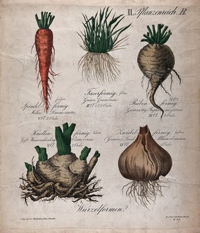 Five roots of different forms: spindle-shaped (carrot), fibrous (grass), beet-shaped (radish), tuberous (water hemlock), and onion-shaped (onion). Chromolithograph by H.J. Ruprecht, 1877.