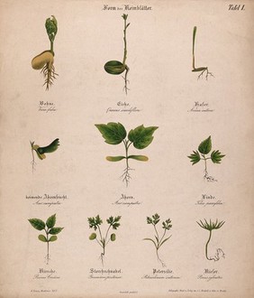 Ten seedlings with different types of cotyledon or seed leaves. Chromolithograph, c. 1850.