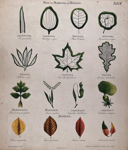 Fifteen plant leaves with different types of venation, stalk and autumn colour. Chromolithograph, c. 1850.