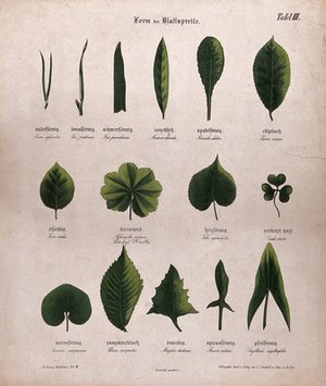 view Fifteen plant leaves, all of different shapes. Chromolithograph, c. 1850.