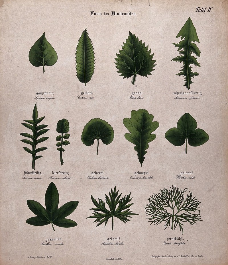 Twelve plant leaves with different types of margin. Chromolithograph, c ...