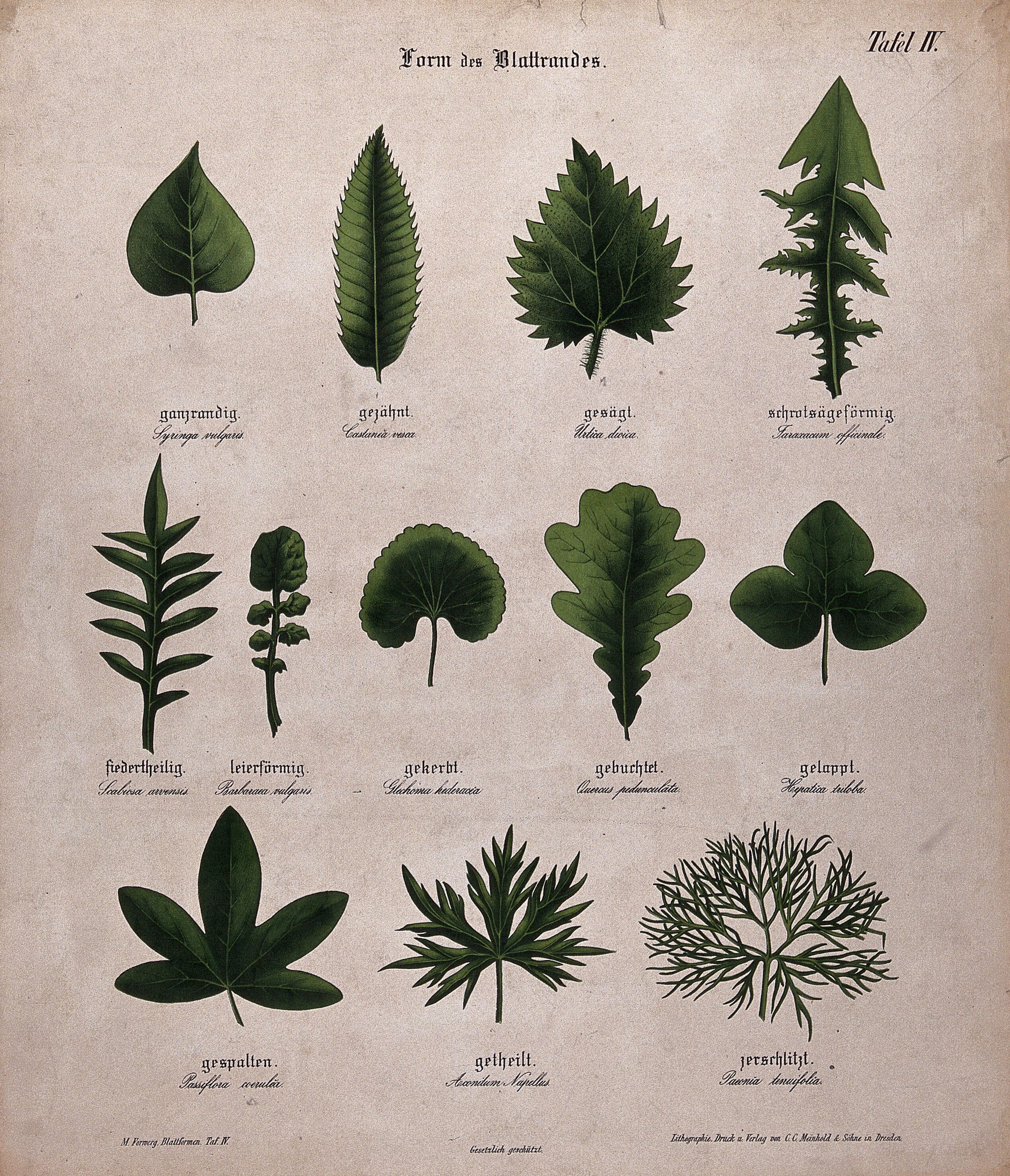 Twelve plant leaves with different types of margin ...