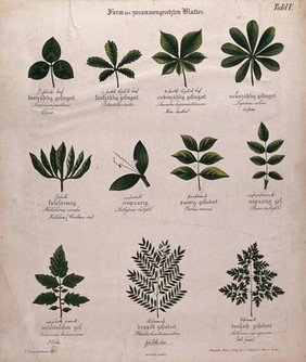 Eleven compound plant leaves, all of different shapes. Chromolithograph, c. 1850.