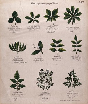 view Eleven compound plant leaves, all of different shapes. Chromolithograph, c. 1850.