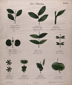 Plant morphology.