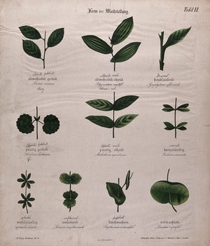 view Ten plant leaves, all with different arrangements. Chromolithograph, c. 1850.