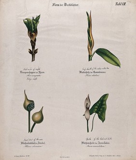 Four plants, all with different forms of bracts, sheaths or spathes. Chromolithograph, c. 1850.