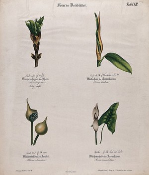 view Four plants, all with different forms of bracts, sheaths or spathes. Chromolithograph, c. 1850.