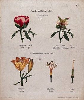 Entire flowers and floral segments of a paeony and a lily. Chromolithograph, c. 1850.