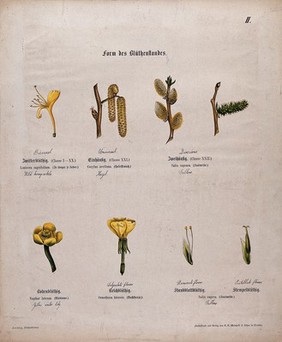 Eight plant flowers, all with a different shape and form. Chromolithograph, c. 1850.