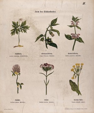 view Six flowering plants, all with a different type of inflorescence. Chromolithograph, c. 1850.