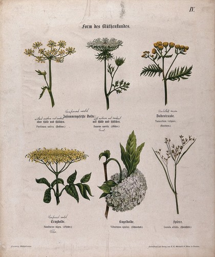 Six flowering plants, all with a different type of compound inflorescence. Chromolithograph, c. 1850.