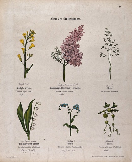 Six flowering plants, all with a different type of compound inflorescence. Chromolithograph, c. 1850.