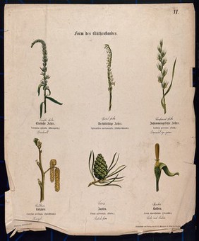 Six plants, all with a different type of inflorescence. Chromolithograph, c. 1850.