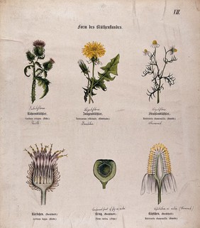 Six plants, all with a different type of fruit or inflorescence. Chromolithograph, c. 1850.