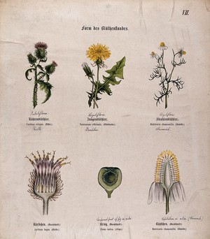 view Six plants, all with a different type of fruit or inflorescence. Chromolithograph, c. 1850.