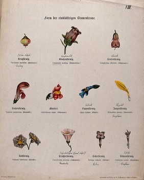 Eleven single flowers, all with a different shape or form. Chromolithograph, c. 1850.