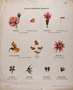 view Eight whole and dissected flowers, all with a different shape or form. Chromolithograph, c. 1850.