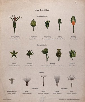 view Fifteen examples of different types of flower calyx, including five types of pappus. Chromolithograph, c. 1850.