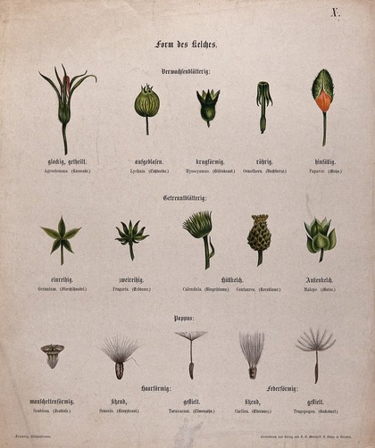Fifteen examples of different types of flower calyx, including five types of pappus. Chromolithograph, c. 1850.