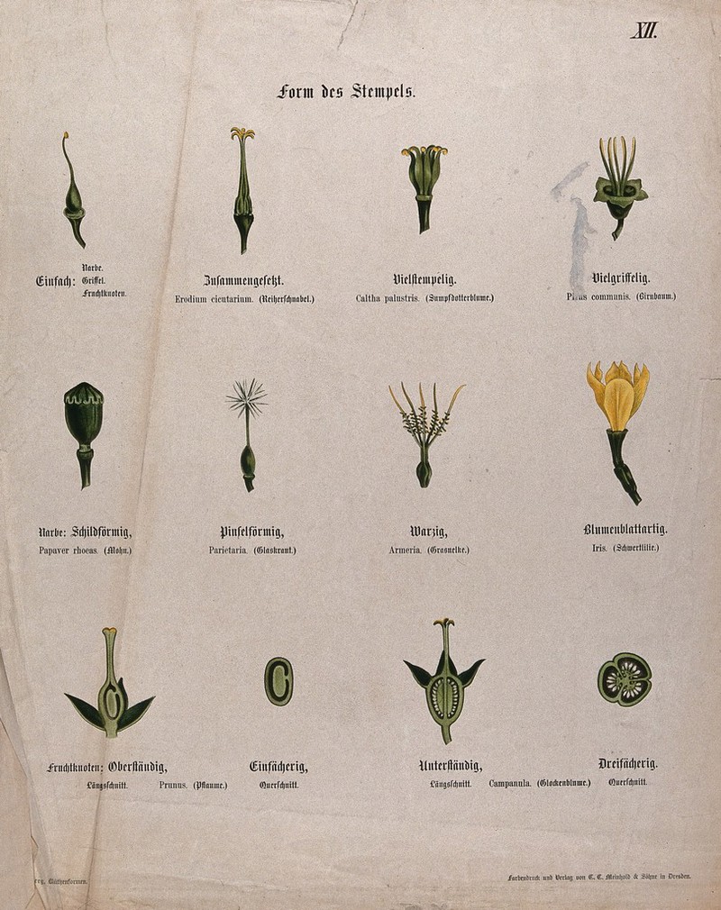 twelve-examples-of-different-types-of-flower-pistil-chromolithograph