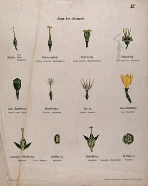 view Twelve examples of different types of flower pistil. Chromolithograph, c. 1850.