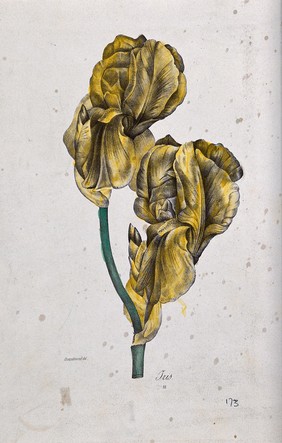 A flowering iris. Coloured lithograph, c. 1850, after Guenébeaud.