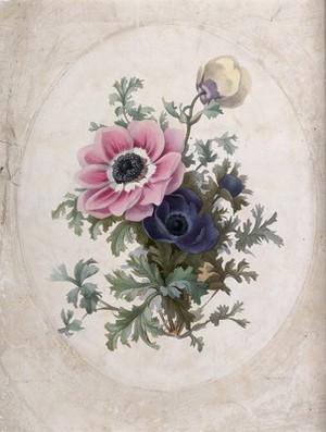 view Two flowering anemones. Coloured lithograph, c. 1850.