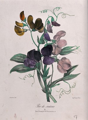 view A bunch of sweet peas (Lathyrus odoratus). Coloured lithograph, c. 1850, after Guenébeaud.