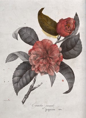 view A camellia (Camellia japonica var.): flowering stem. Coloured lithograph, c. 1850, after Guenébeaud.