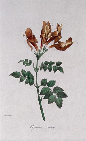 A flowering plant (Bignonia capensis). Coloured lithograph, c. 1850, after Guenébeaud.